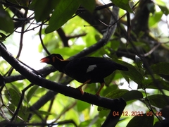 Gracula religiosa