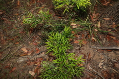 Notelaea linearis