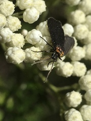 Pollanisus subdolosa