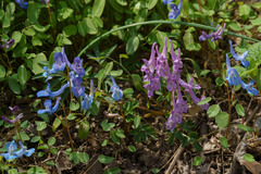 Corydalis