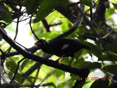 Gracula religiosa