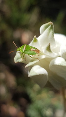 Ocirrhoe unimaculata