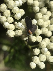 Pollanisus subdolosa