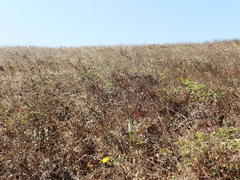 Platanthera elegans decurtata