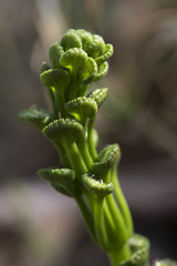Drosera porrecta