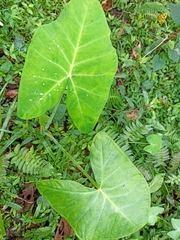 Xanthosoma sagittifolium