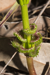 Drosera porrecta