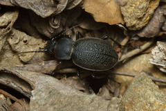 Scambocarabus