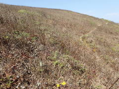 Platanthera elegans decurtata