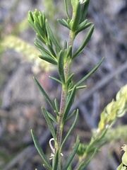 Polygala wittebergensis