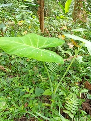 Xanthosoma sagittifolium