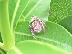 Opisthoncus quadratarius