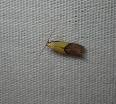 Opogona protodoxa