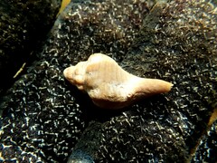 Australaria australasia