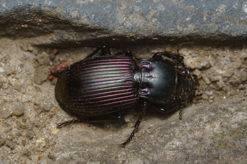Myas henanensis
