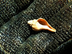 Australaria australasia