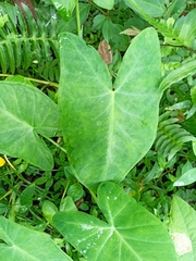 Xanthosoma sagittifolium