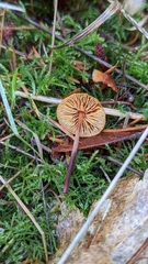 Heimiomyces fulvipes