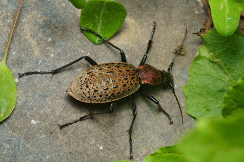 Carabus smaragdinus
