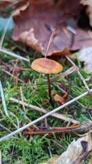 Heimiomyces fulvipes