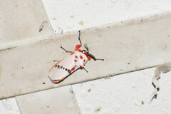 Trosia nigropunctigera