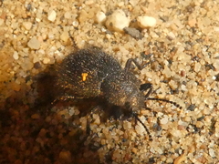 Eleodes nigropilosa