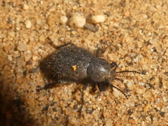 Eleodes nigropilosa