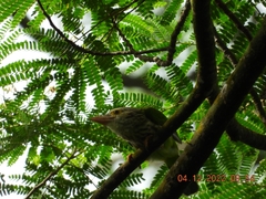Psilopogon lineatus