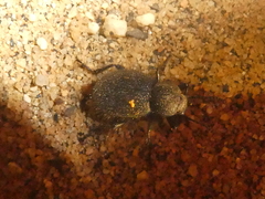 Eleodes nigropilosa