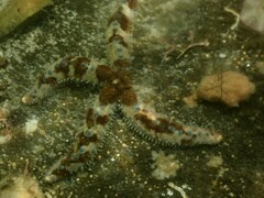 Coscinasterias muricata