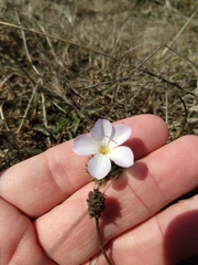 Leptosiphon grandiflorus