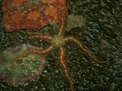 Ophiothrix