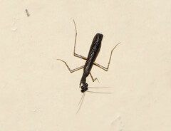 Bantiinae