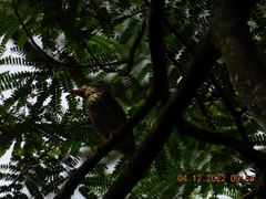 Psilopogon lineatus
