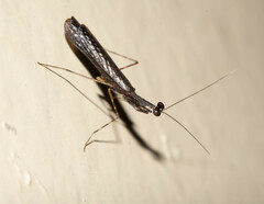 Bantiinae