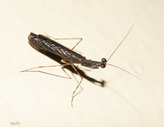 Bantiinae