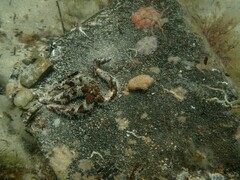 Coscinasterias muricata