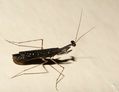 Bantiinae