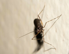 Bantiinae