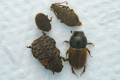Trox scaber