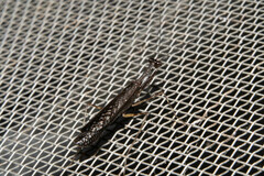 Bantiinae