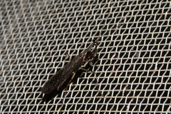 Bantiinae