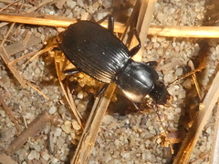 Pterostichina