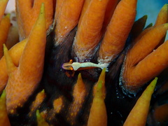 Zenopontonia soror