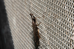 Bantiinae
