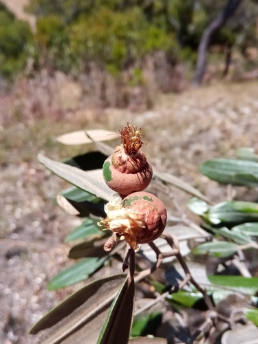 Sarcolaena oblongifolia image