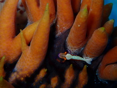 Zenopontonia soror