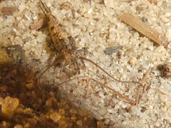 Petrobiinae