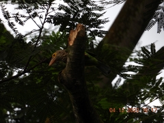 Psilopogon lineatus
