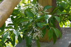Chionanthus